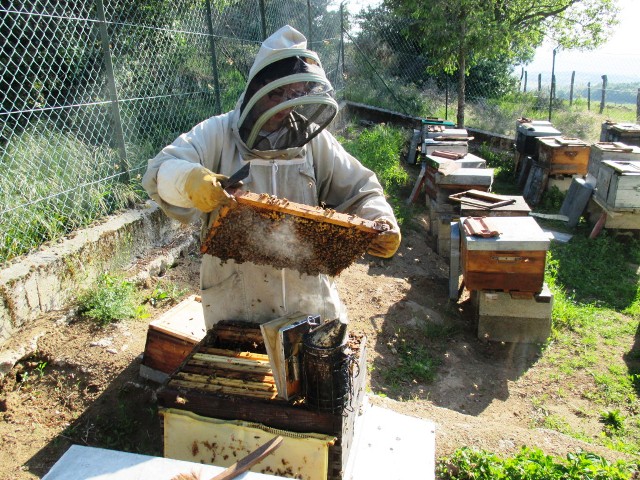apiculteur miel bio loire