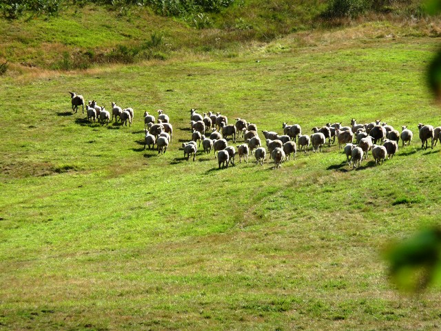 éleveur bio-porc mouton tarn