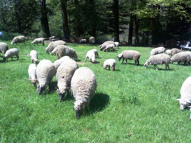 éleveur bio-porc mouton tarn