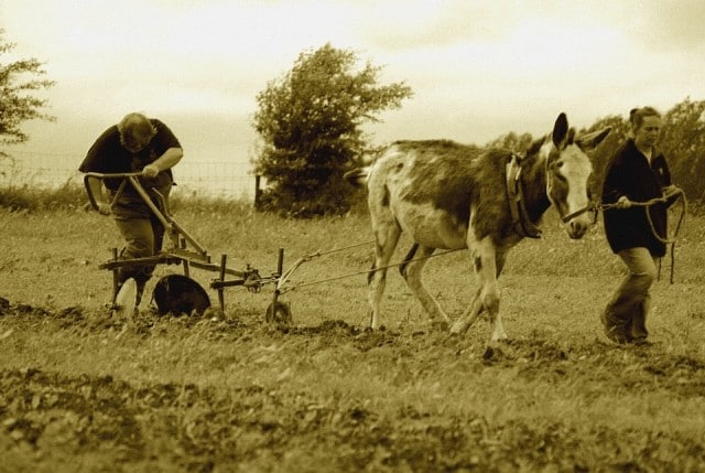 Maraîchage en traction animale