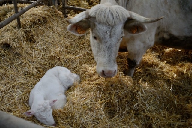 producteur viande bœuf allier