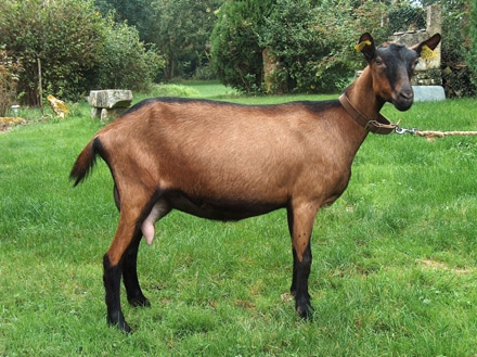 Chèvrerie des fossés