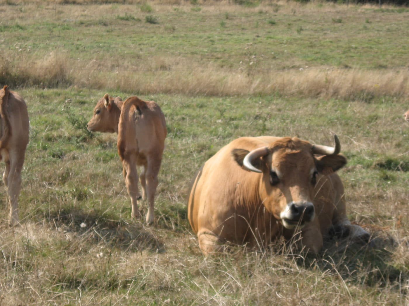 Ferme de l’Ansiguière