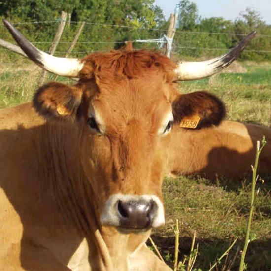 producteur boeuf veau deux sèvres