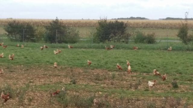 Producteur œufs volailles Vendée