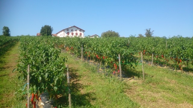 Producteur piments