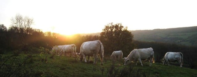 Producteur viande Saone et Loire