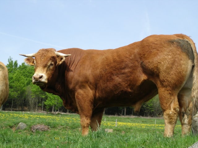 producteur viande haute loire