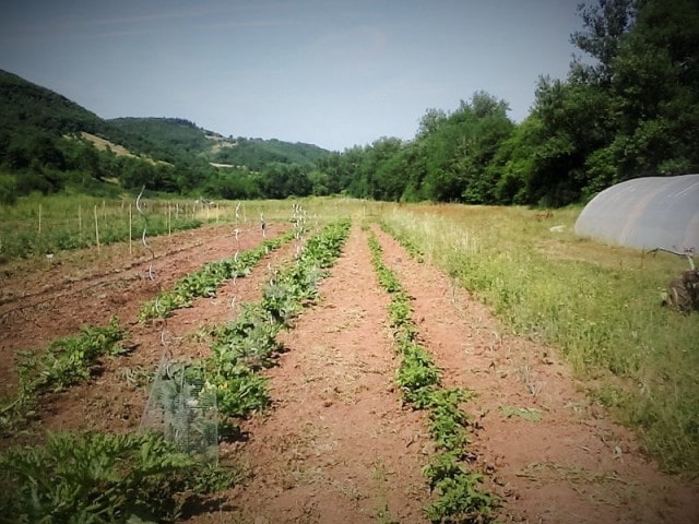 producteur légumes aveyron