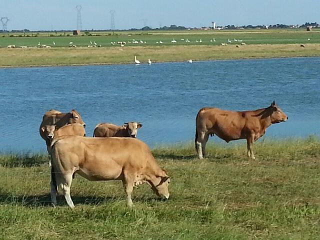 FERME DE LA PREE MIZOTTIERE