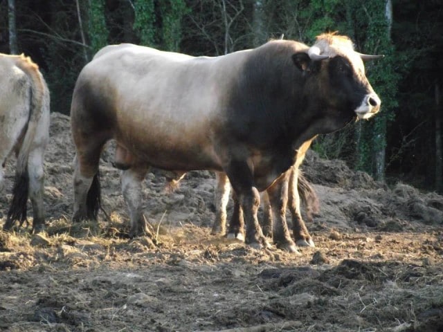 producteur bœuf porc veau hérault