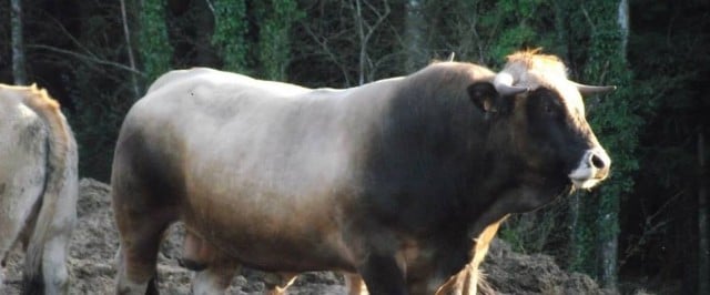 producteur bœuf porc veau hérault