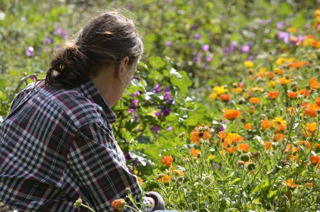 Producteur plantes médicinales aromatiques aveyron