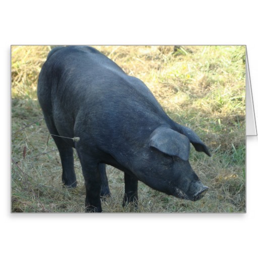 éleveur porc tarn