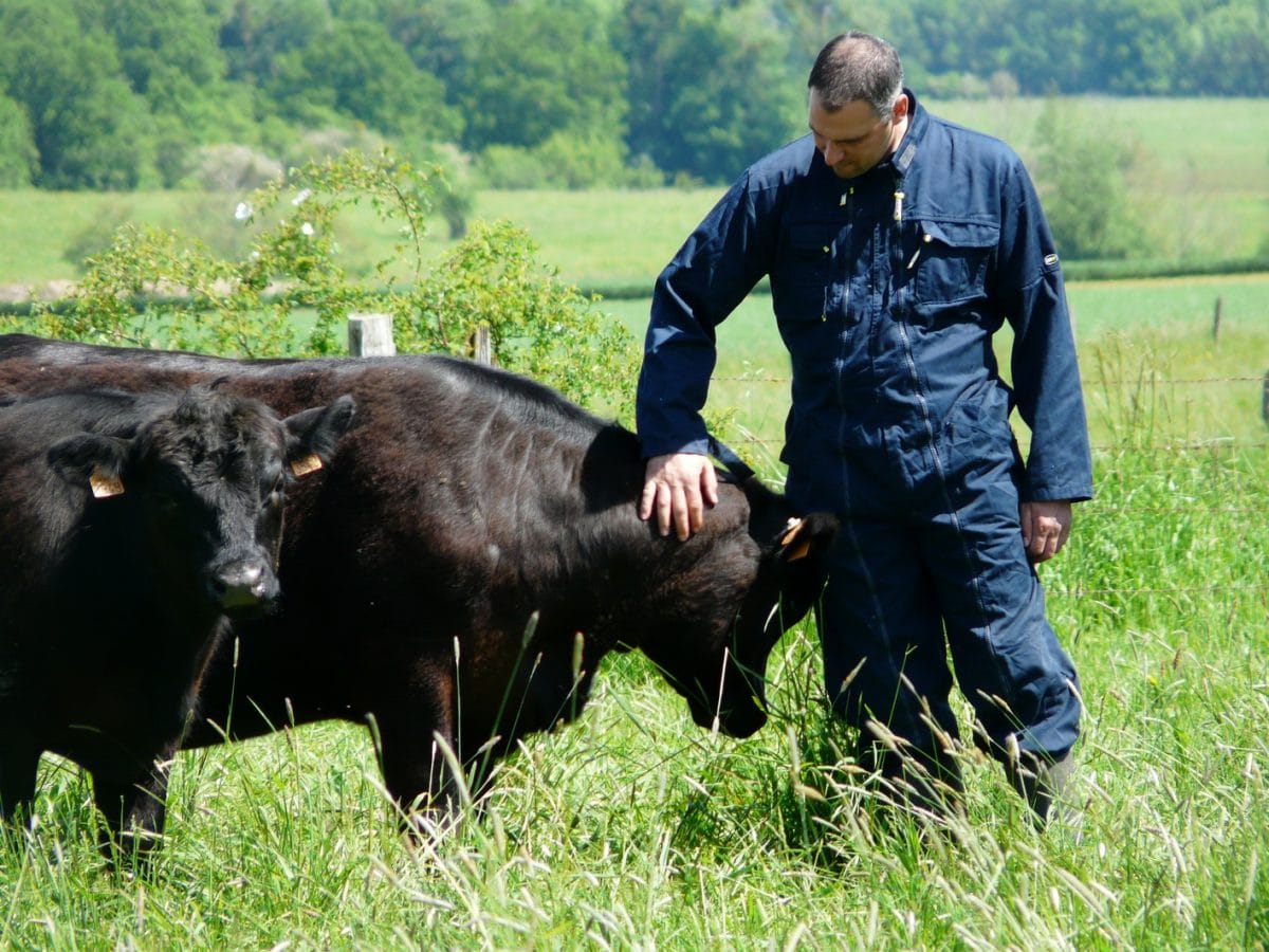 Angus du producteur au consommateur vente directe viande