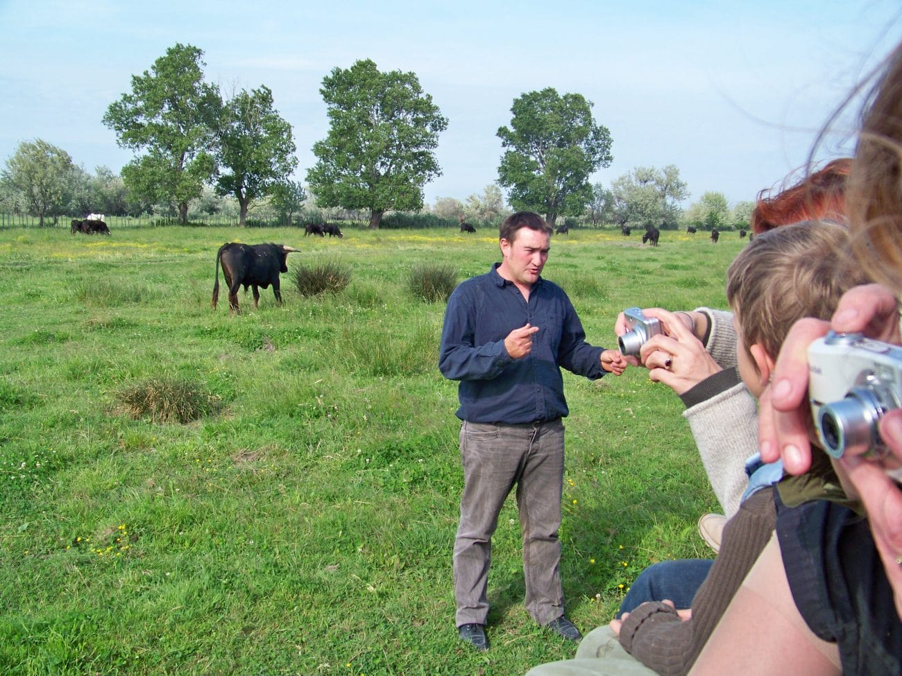 taureau camargue