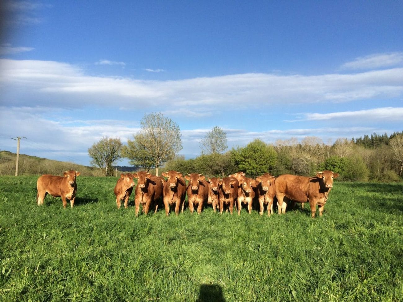 vache
