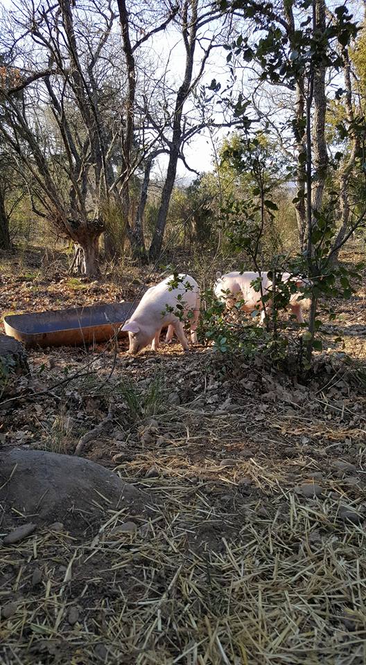 acheter viande de porc