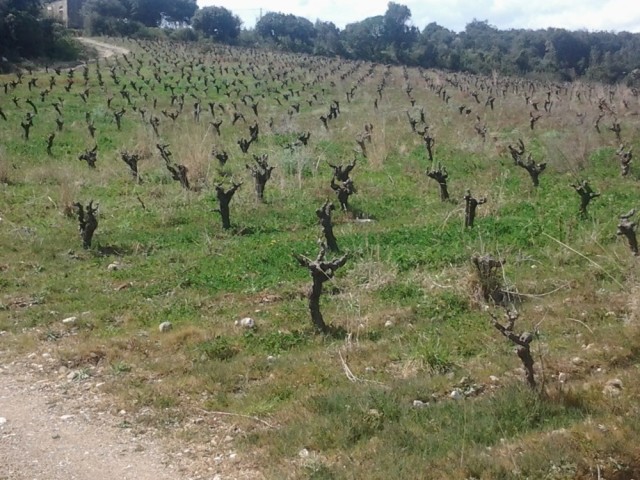Viticulteur Hérault