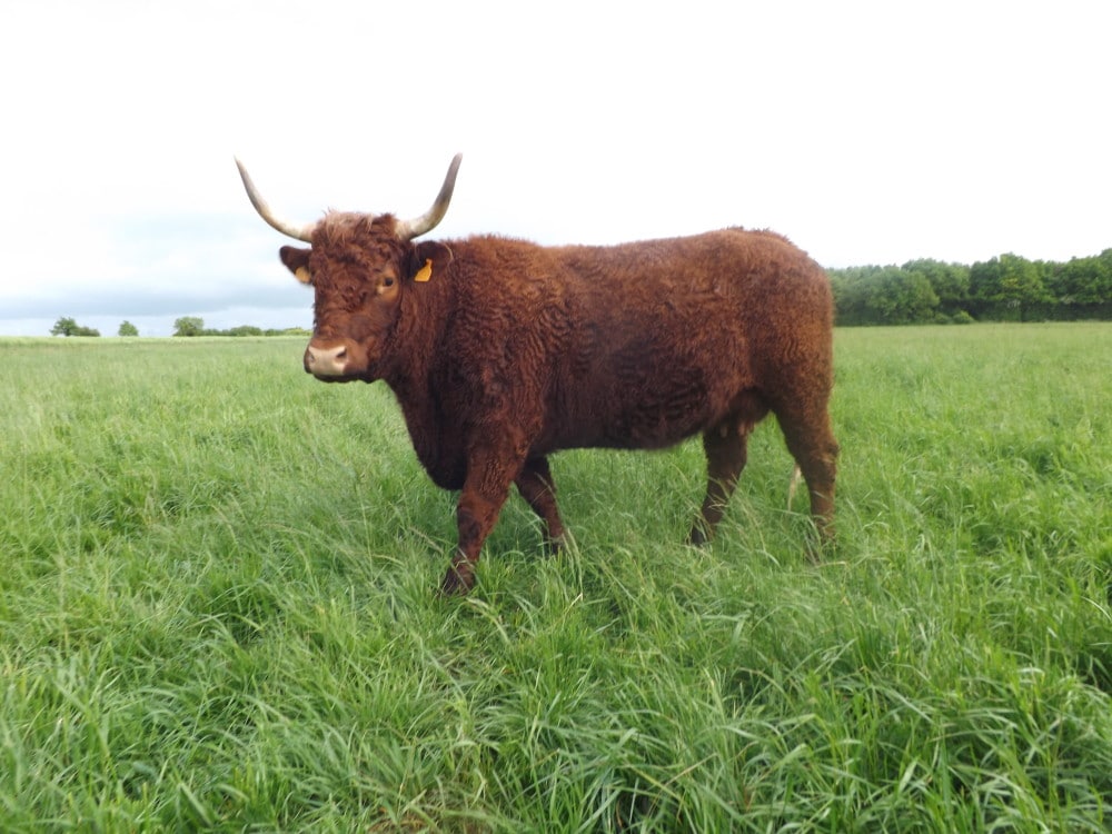 éleveur boeuf