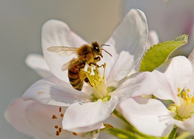 Cet annuaire de vente directe, du producteur au consommateur, référence les produits fermiers locaux en vente (vin, miel, pommes, viande, légumes, bio...).