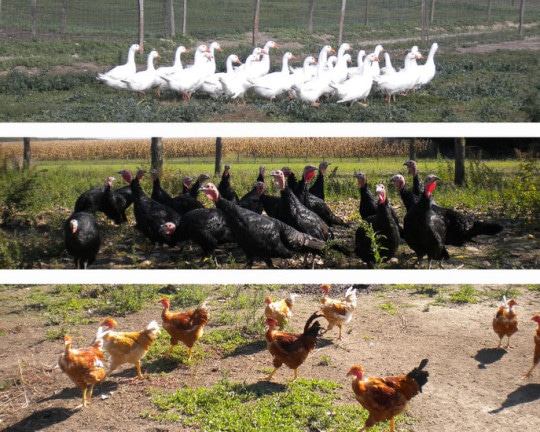 Cet annuaire de vente directe, du producteur au consommateur, référence les produits fermiers locaux en vente (vin, miel, pommes, viande, légumes, bio...).