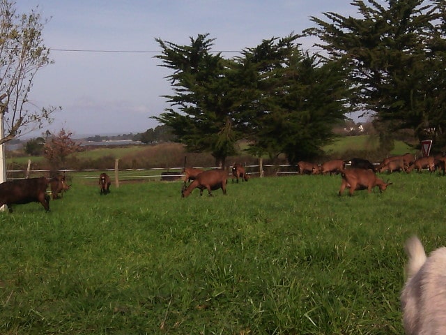 producteur morbihan