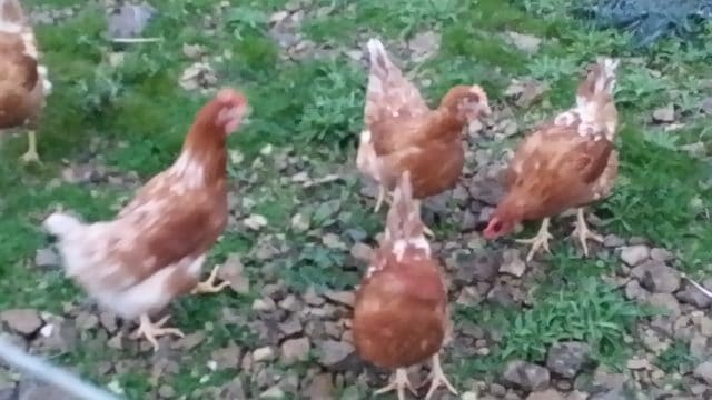 Producteur œufs volailles Vendée