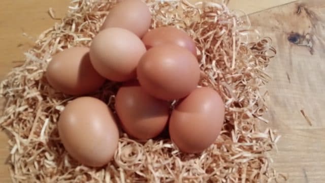 Producteur œufs volailles Vendée