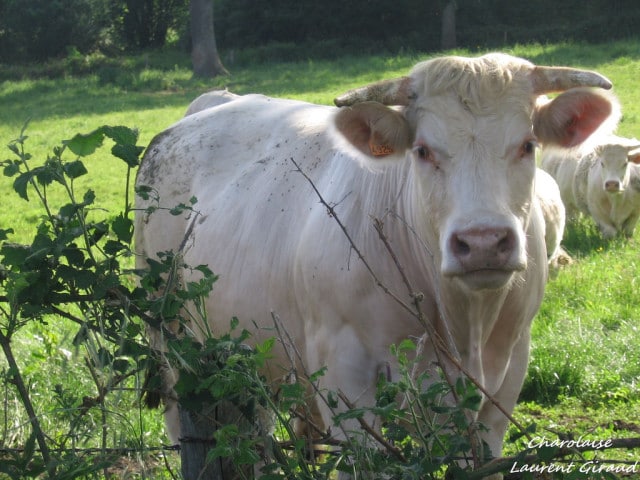 producteur eleveur allier