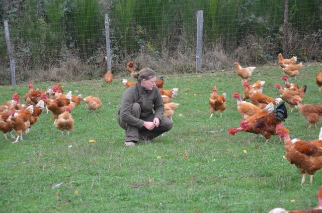 Producteur volailles Corrèze