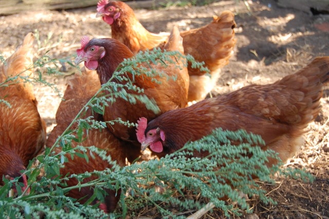 Eleveur Poulet Charente Maritime