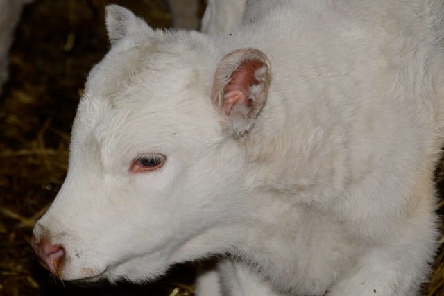 producteur viande bœuf allier