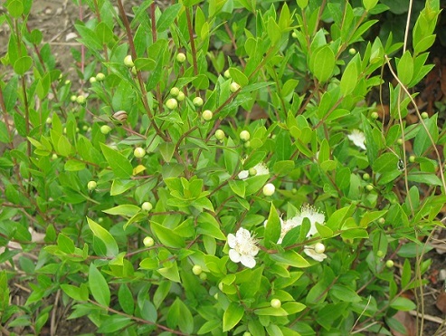 producteur fleurs plantes drôme