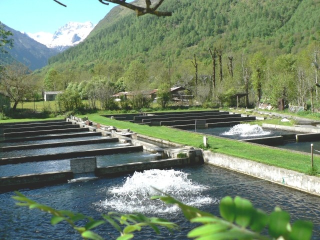 Pisciculture de la Neste d’Oô « PESCAD’Oô »