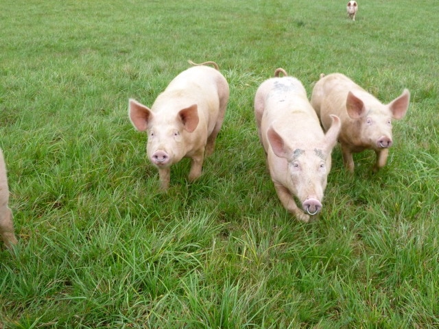 Ferme d’Uzelle