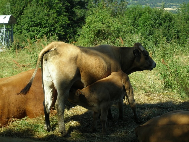 producteur viande haute loire