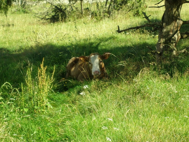 producteur viande haute loire