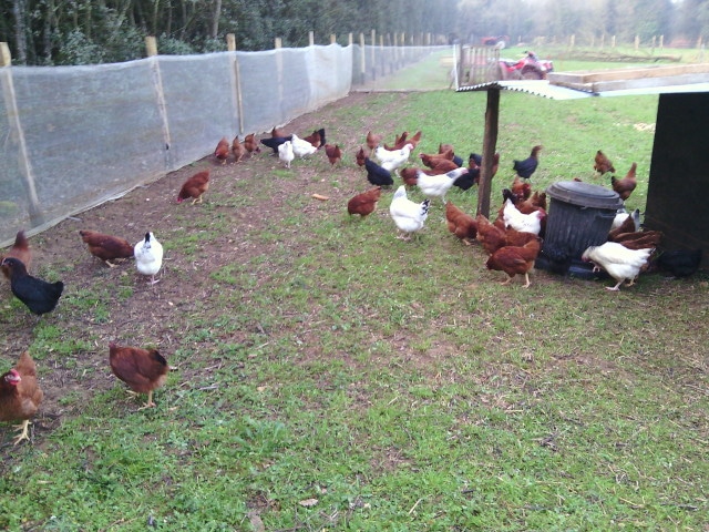 Eleveur Poulet Charente Maritime