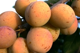 producteur fruits vienne