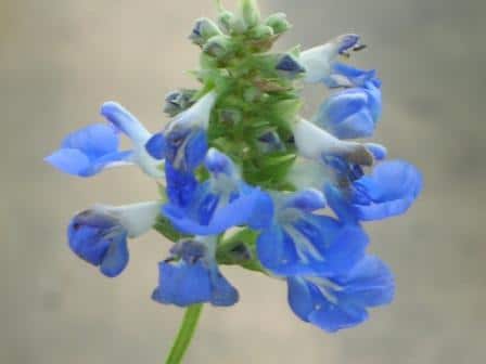 producteur fleurs plantes drôme