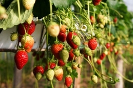 producteur fruits vienne