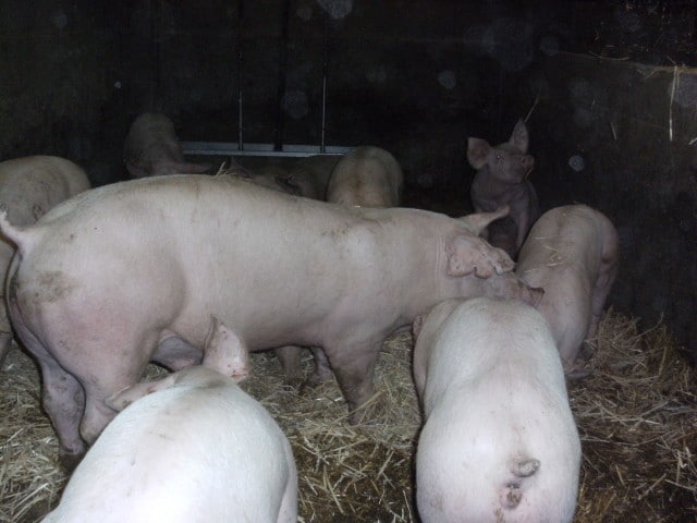 Producteur porc Maine et Loire