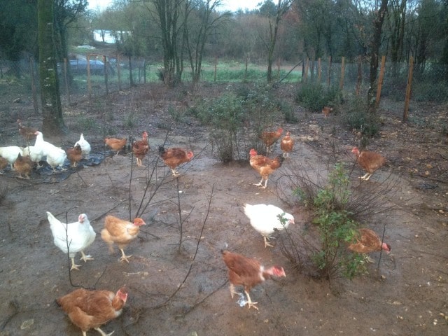 Eleveur Poulet Charente Maritime