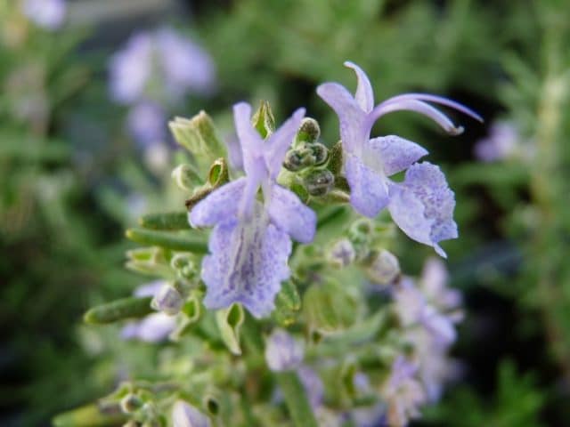 producteur fleurs plantes drôme