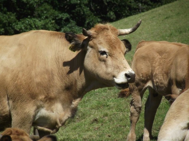 producteur bœuf porc veau hérault