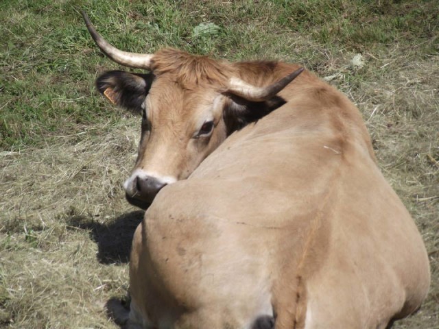 producteur bœuf porc veau hérault