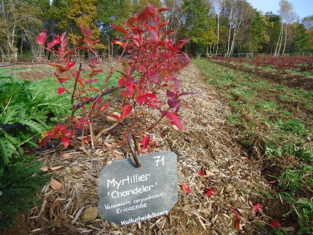 roducteur-correze-coulis-tisane-confiture