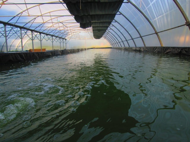 HORUS SPIRULINE
