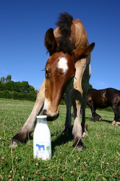 producteur lait orne